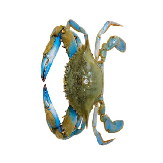 BlueCrab.Cangrejo-azul