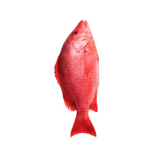 CaribbeanRedSnapper(1)