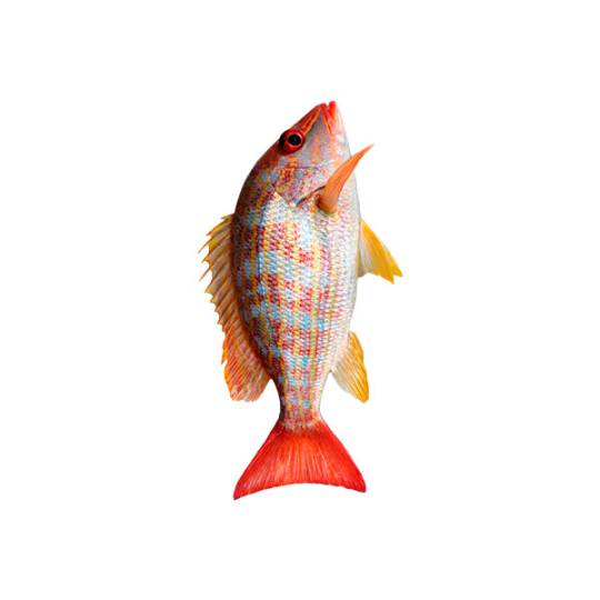 LaneSnapper.-Pargo-Guanapo