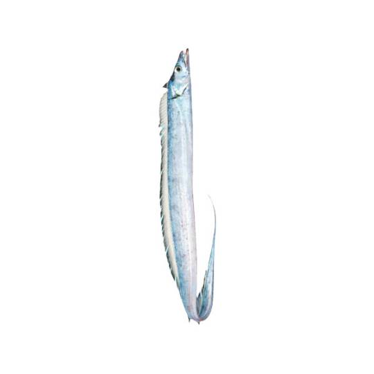 RibbonFish.-Tahali