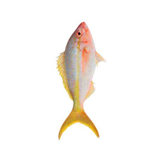 Yellow Tail Snapper (Pargo Rubia) Ocyurus Chrisurus